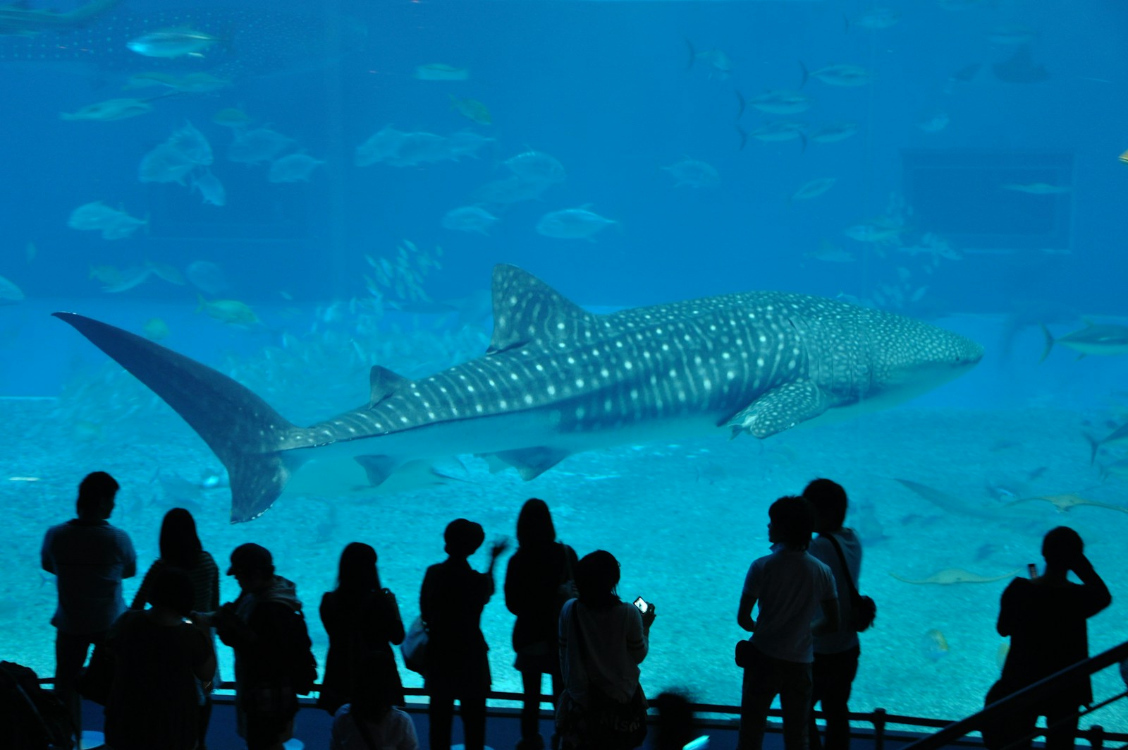沖繩美麗海水族館黑潮之海水槽前的鯨鯊與參觀人群